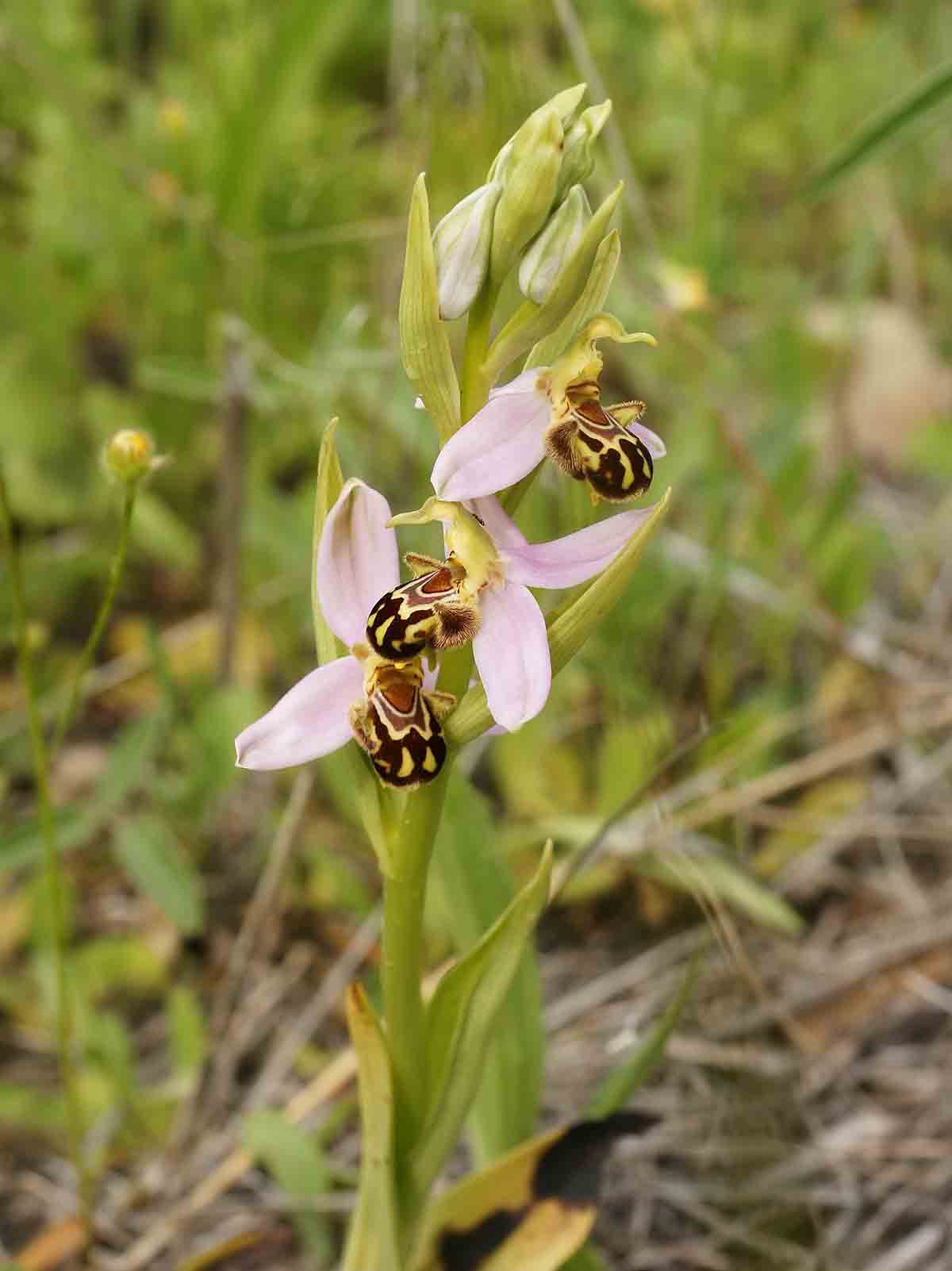 Ecologistas en Acción solicita la protección de la orquídea de Almaraz (Ophrys apifera) / Foto: Wikipedia