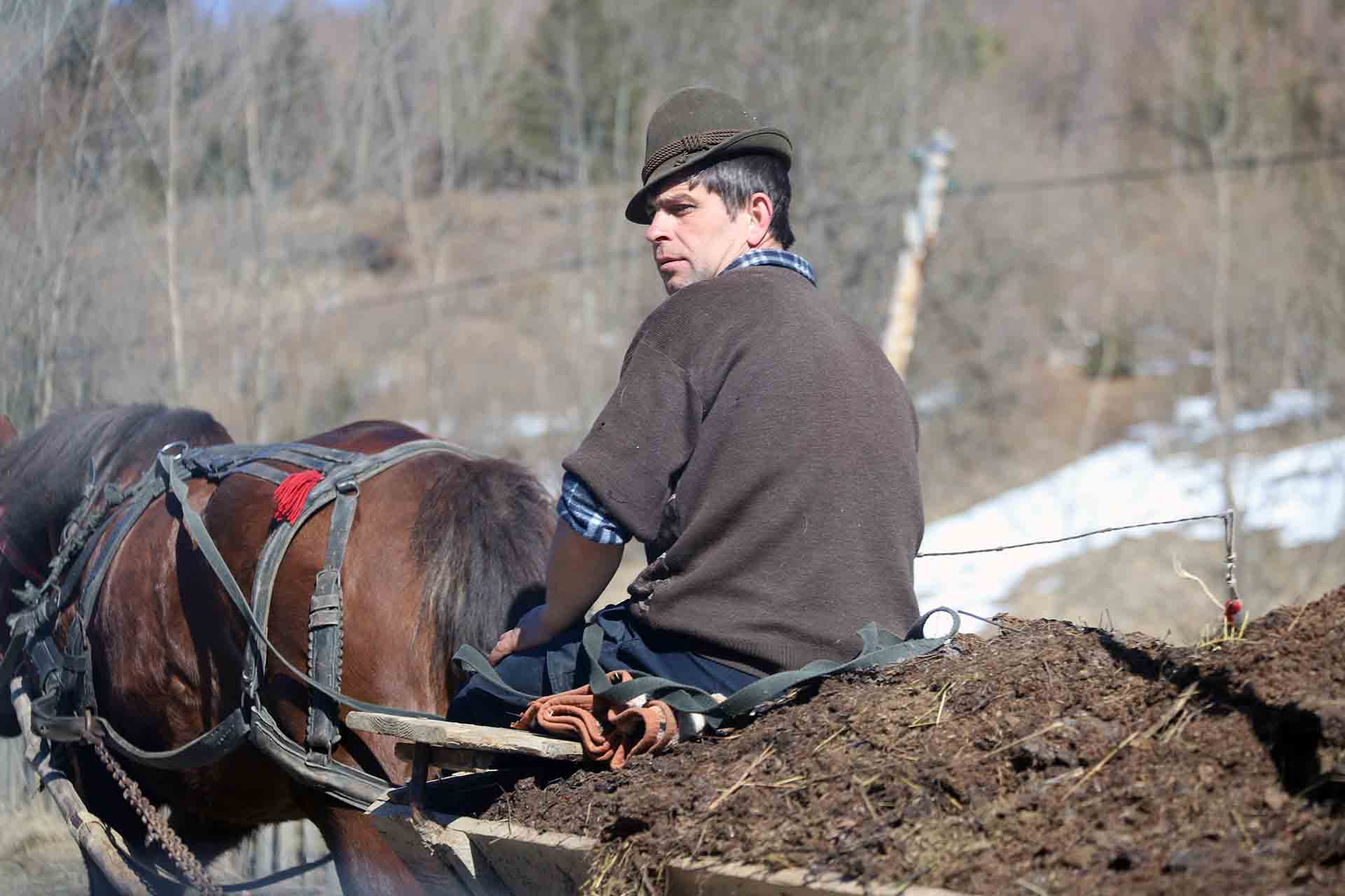 Una persona con un carro tirado por caballos con estiércol, en una carretera cercana Dornești (Rumanía)