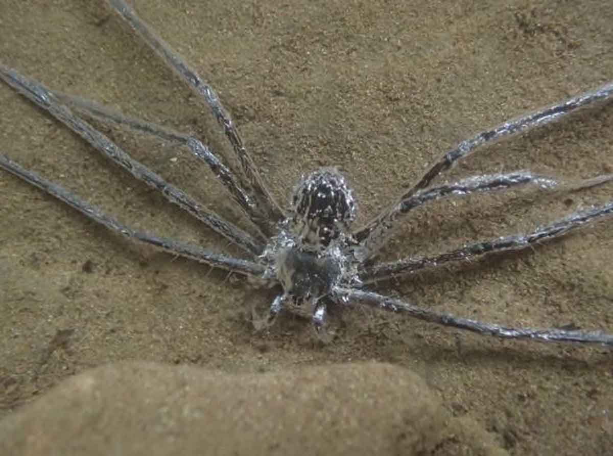 La araña tropical ('Trechalea extensa') escondida bajo el agua mantuvo una "película" de aire sobre todo su cuerpo / Foto: Lindsey Swierk - EP