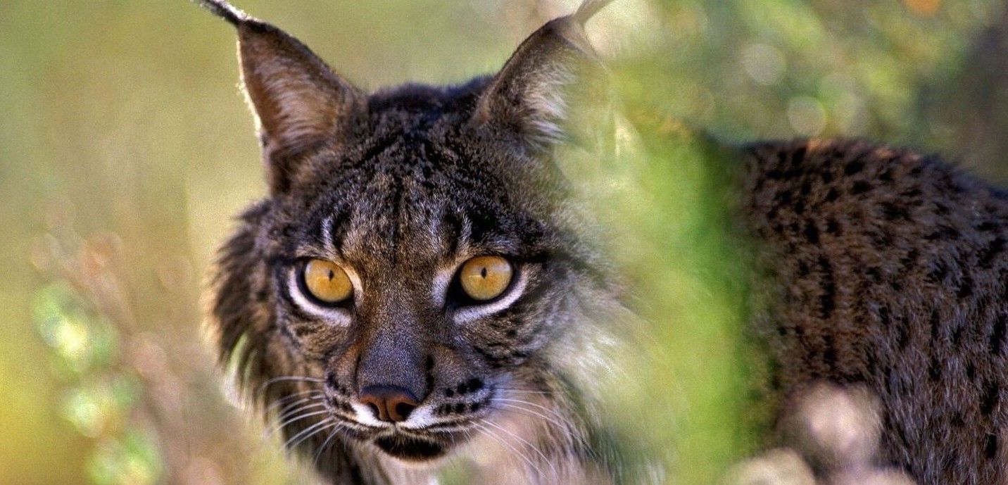 Ejemplar de lince ibérico, especie salvada de extinción,  en el Parque Nacional de Doñana (Huelva) / Foto: Jorge Sierra - WWF