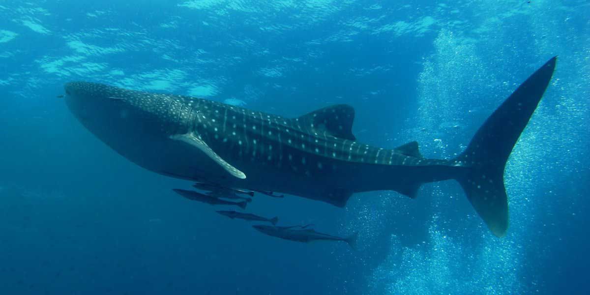 Colisiones mortales de los tiburones ballena con los grandes barcos / Foto: EP