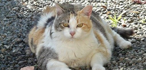 Un gato doméstico con evidente exceso de grasa corporal / Foto: Almi