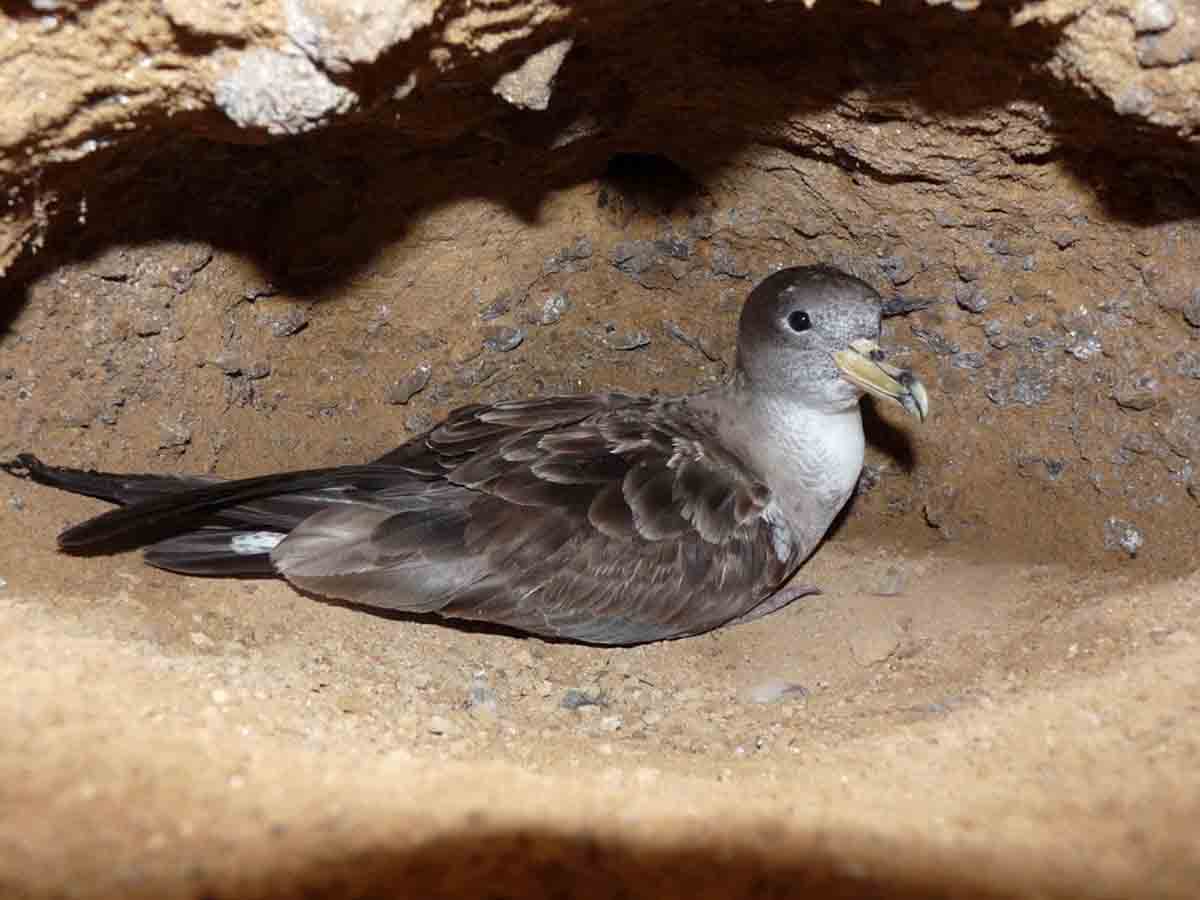 Pardela cenicienta es afectada por la contaminación lumínica / Foto: José Manuel Arcos - SEO/BirdLife - EP