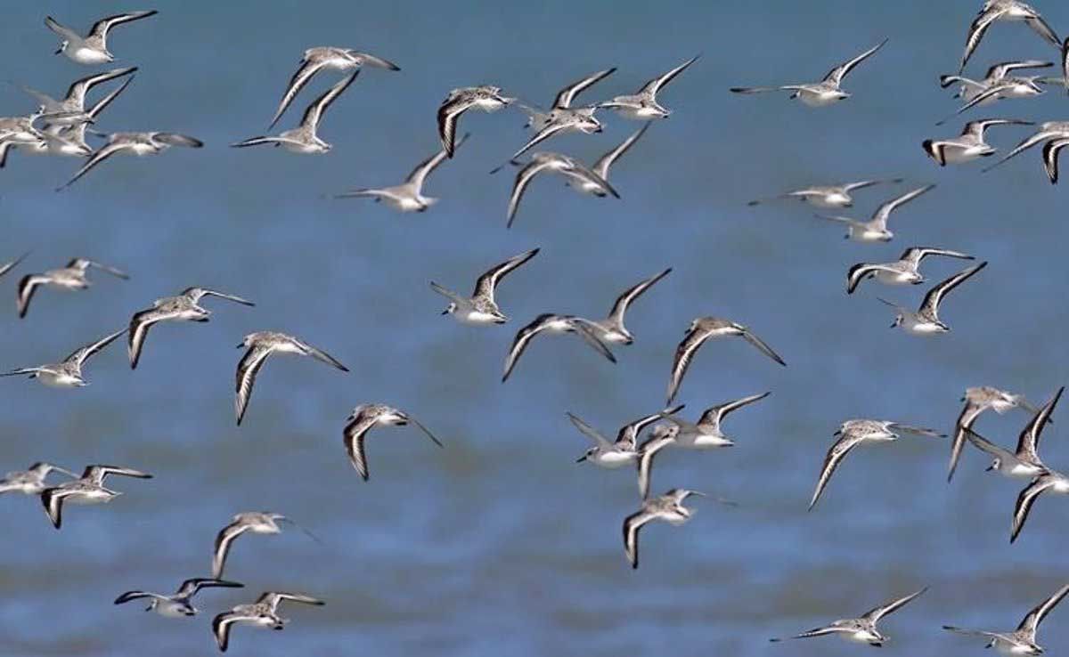 Una bandada de sanderlings (Calidris alba), un ave migratoria de larga distancia. Detectadas zonas donde las aves están en riesgo de colisión con infraestructuras renovables / Foto: Pablo F. Petracci - EP