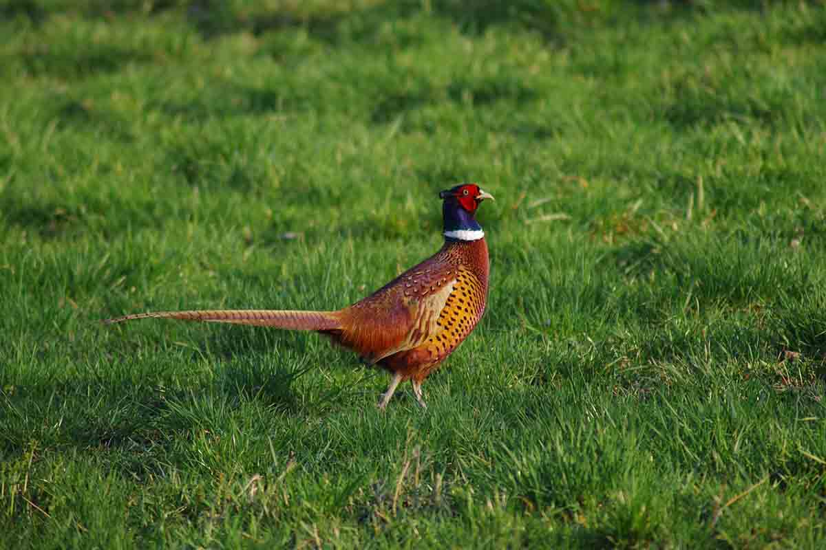 El riesgo del plomo de la munición para la fauna y las personas. Faisán / Foto: Pixabay