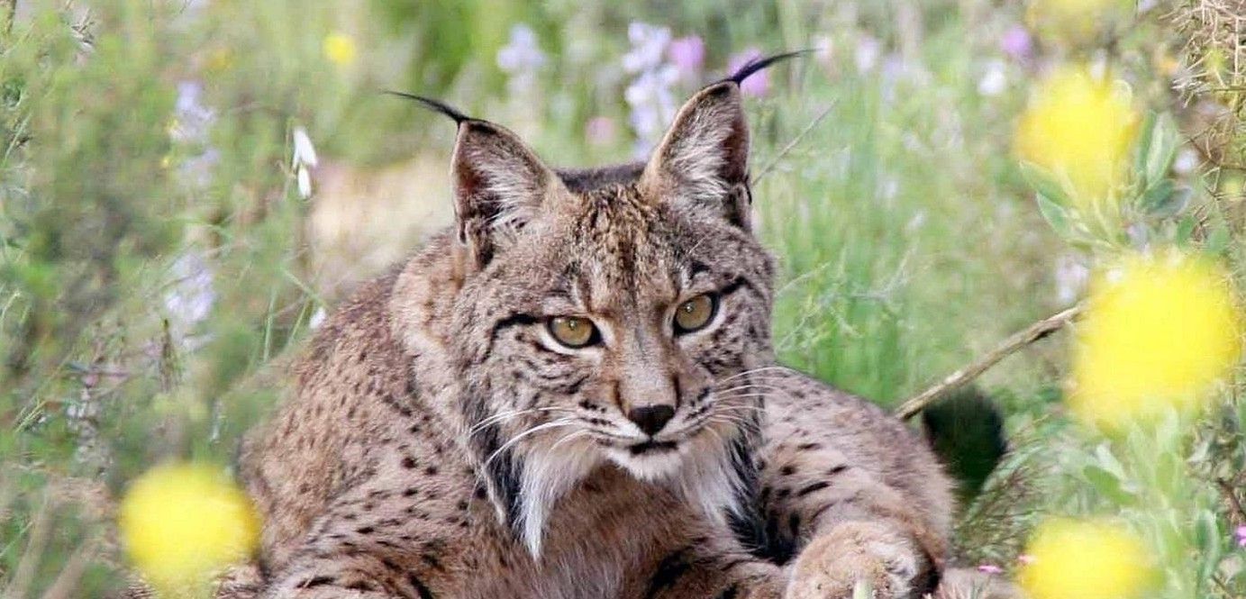 La especie es el felino más amenazado de extinción en el planeta / Foto: EP