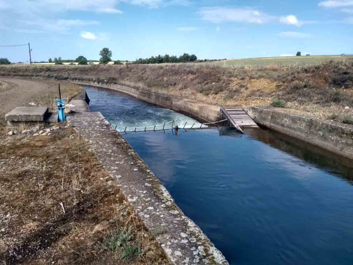 Constantes cadáveres de animales salvajes en el canal de Arriola / Foto: EP