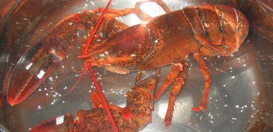 Las autoridades suizas quieren evitar el sufrimiento de los crustáceos / Foto: Lobsterhelp