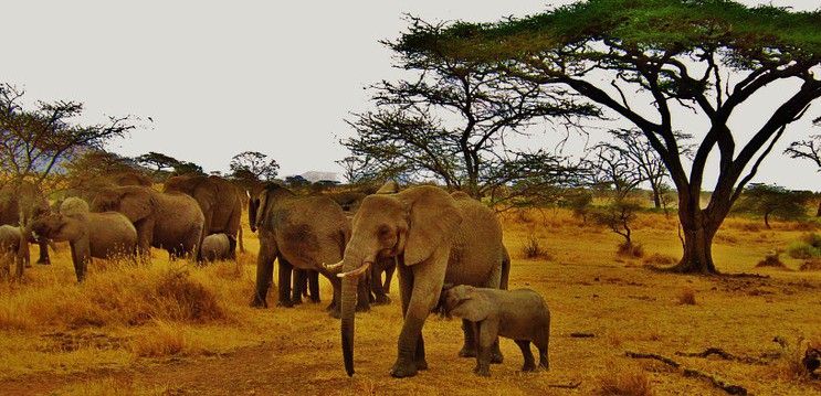 Elefantes en la sabana del Parque Nacional Serengueti, en Tanzania, un país africano en paz / Foto: Maria Michelle