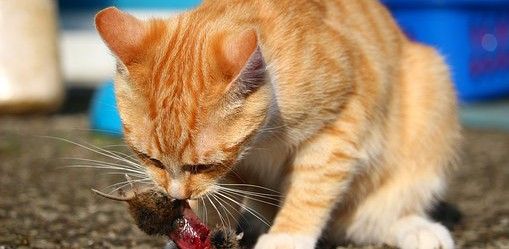 Los gatos domésticos también matan y devoran numerosos animales pequeños / Foto: Rihaij