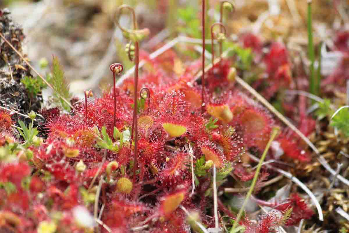 UGT aboga por proteger la biodiversidad / Foto: Pedro Herrero García - Pixabay