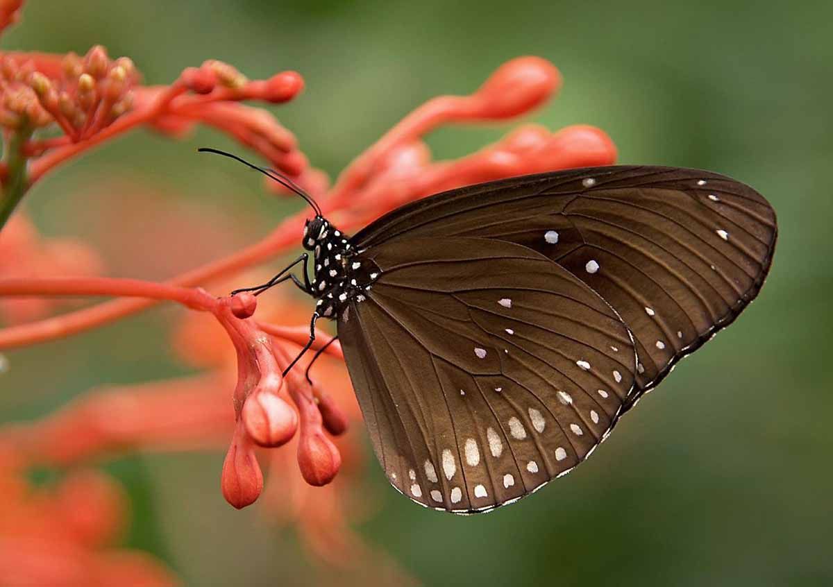 Ejemplar de mariposa. La biodiversidad es un "seguro de vida" para supervivencia humana / Foto: Pixabay
