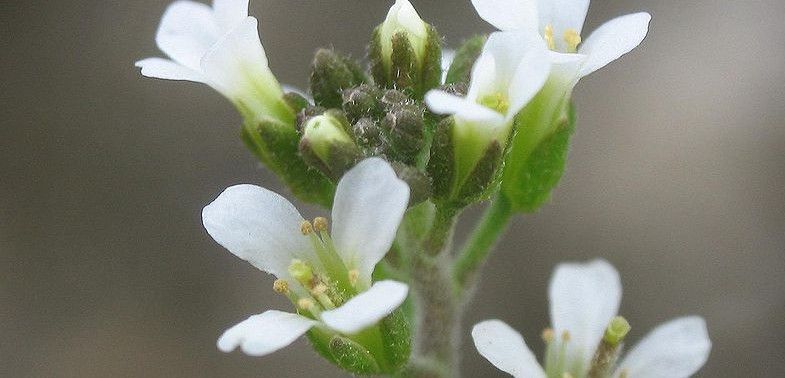 Un estudio revela cómo las plantas sienten