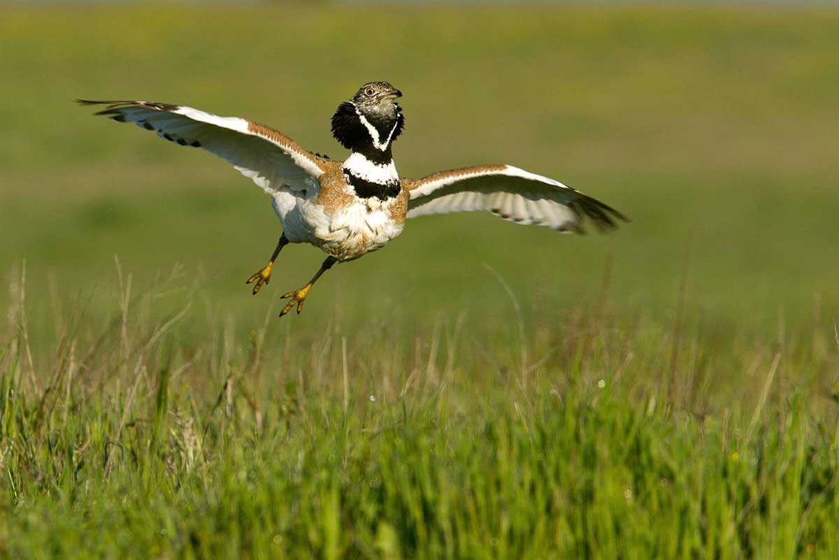 La expansión del olivar en Andalucía ha reducido el hábitat de la avutarda y el sisón / Foto:  SEO/BirdLife - EP