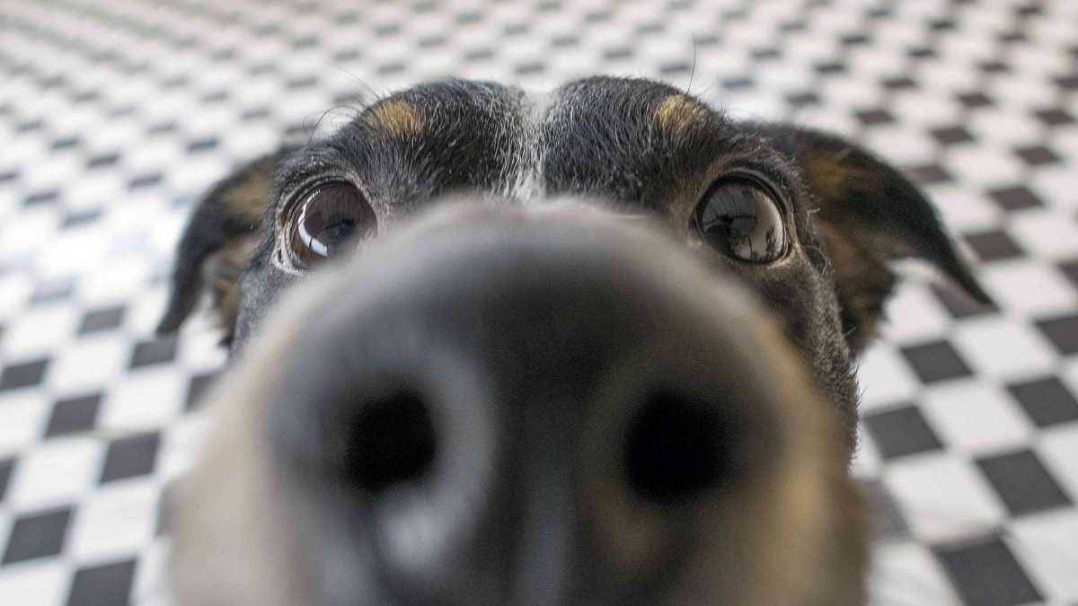 Los perros pueden detectar el SARS CoV 2 gracias a su olfato / Foto: SINC