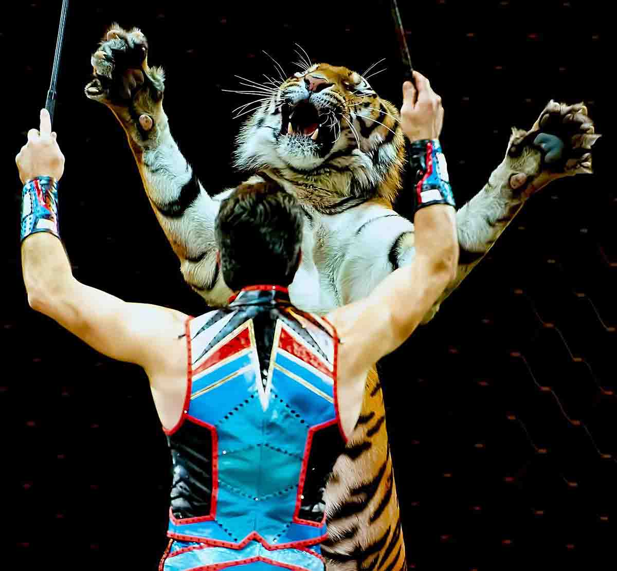 Los circos con animales salvajes han quedado excluidos de las subvenciones públicas / Foto: Clarence Alford - Pixabay