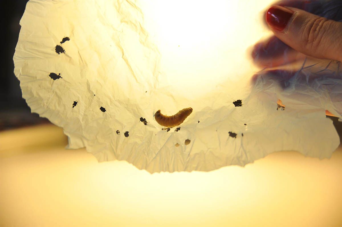 Ejemplar de gusano de la cera que degrada el plástico / Foto: CSIC