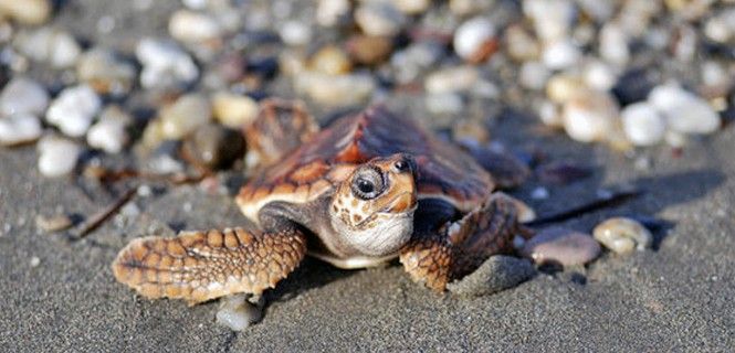 Ejemplar de Caretta caretta / Foto: CSIC