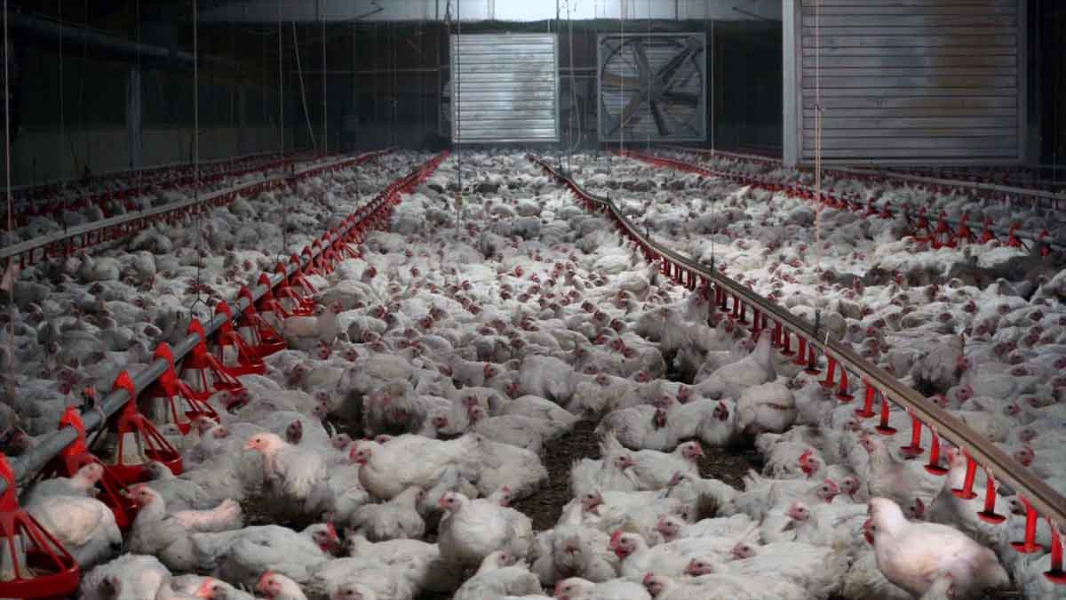 Granja de pollos / Foto: Equalia Granja de pollos / Foto: Equalia