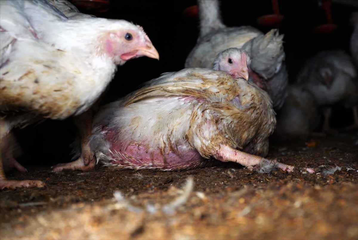 Imagen de un pollo que no puede sostenerse en pie / Foto: Equalia