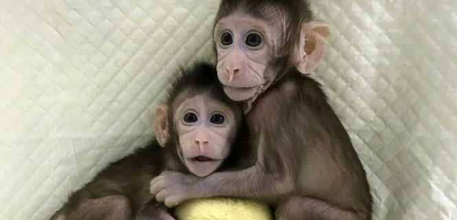Los dos primates nacidos hace ocho y seis semanas, respectivamente / Foto: EP