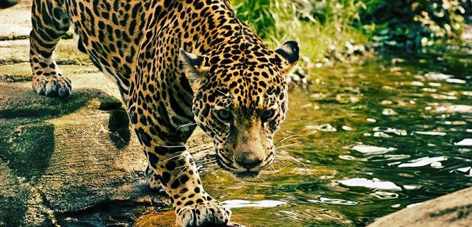 Ejemplar de leopardo (Panthera pardus) / Foto: StockSnap