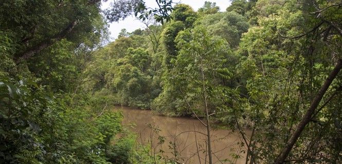 Selva del Bosque Atlántico del Alto Paraná / Foto: Phillip Capper - WMC