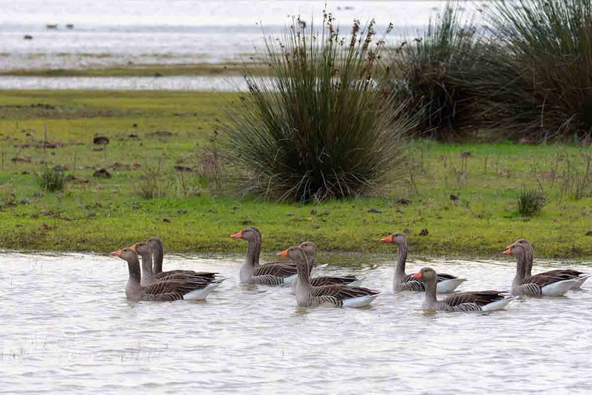 La UE ha sobreestimado su presupuesto climático / Foto: SEO/BirdLife - EP