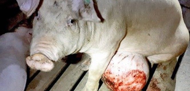 Cerdo con una hernia sangrante de una granja proveedora de El Pozo / Foto: IA
