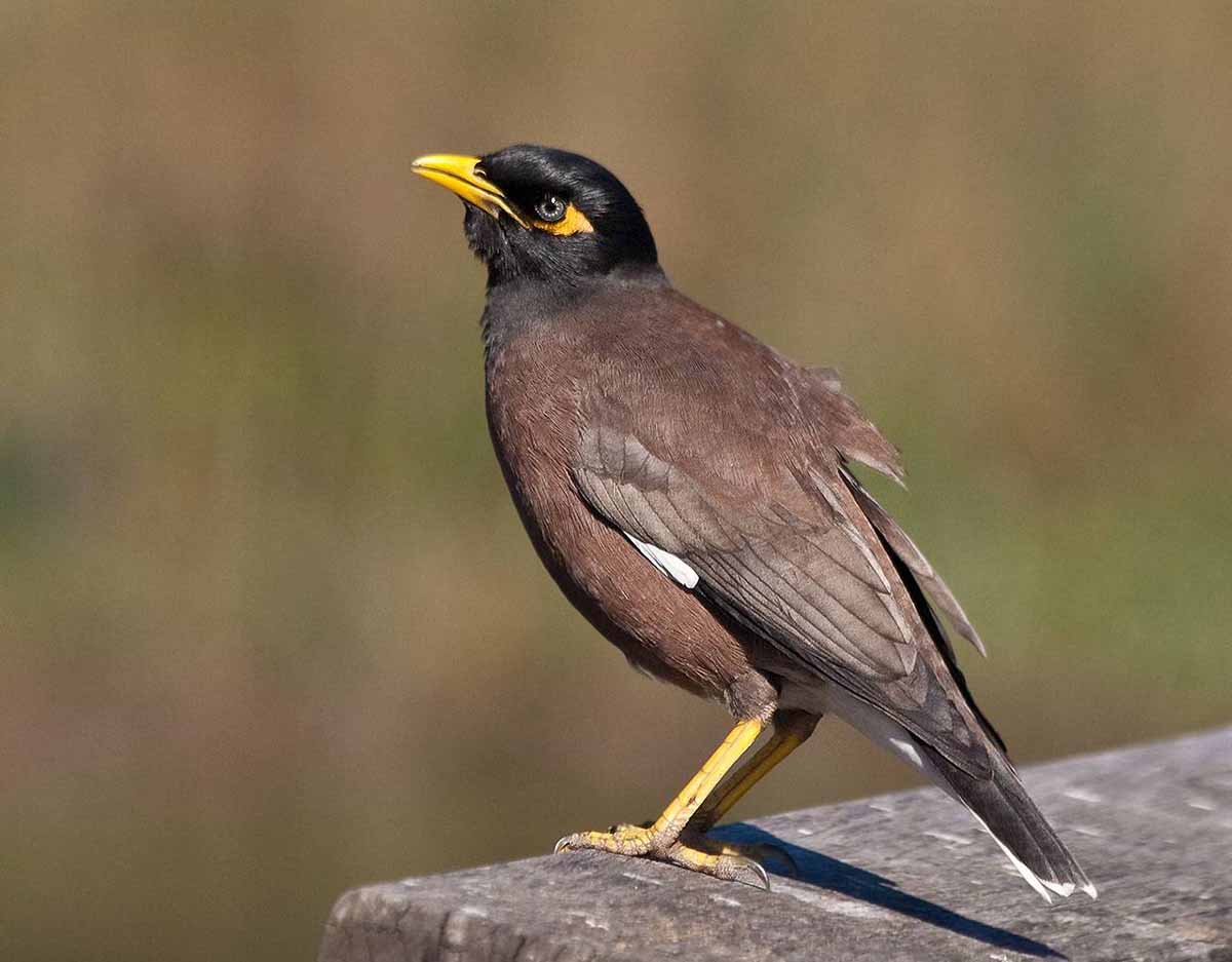 El miná común de la familia de los estorninos es una especie invasora / Foto: SINC