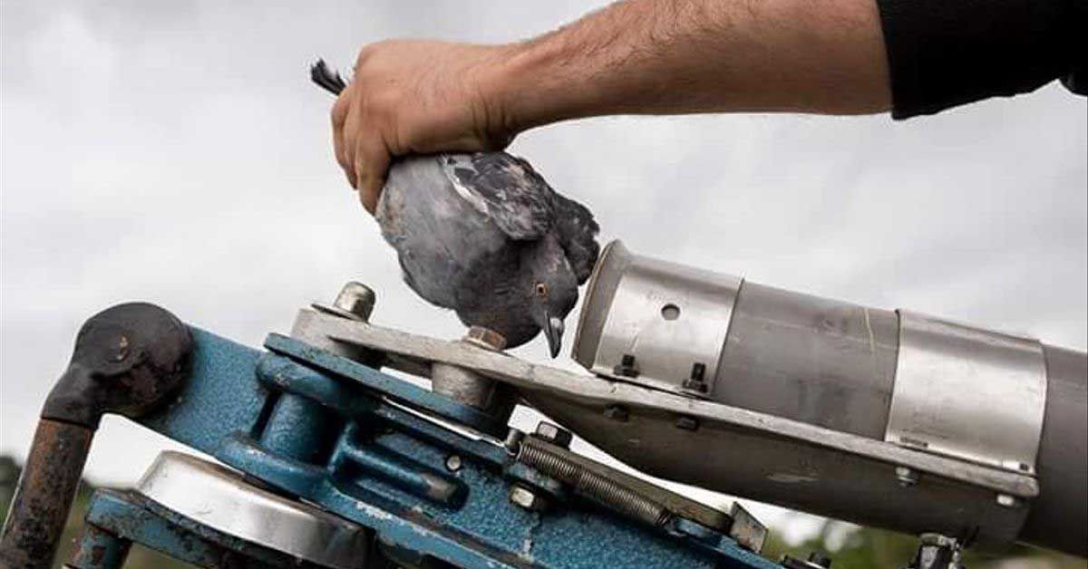 Piden que el tiro al pichón se prohíba / Foto: EP