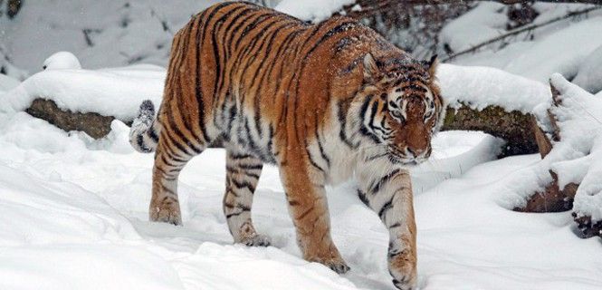 El hábitat del tigre se extiende desde zonas tropicales a la taiga siberiana / Foto: Pixel-mixer