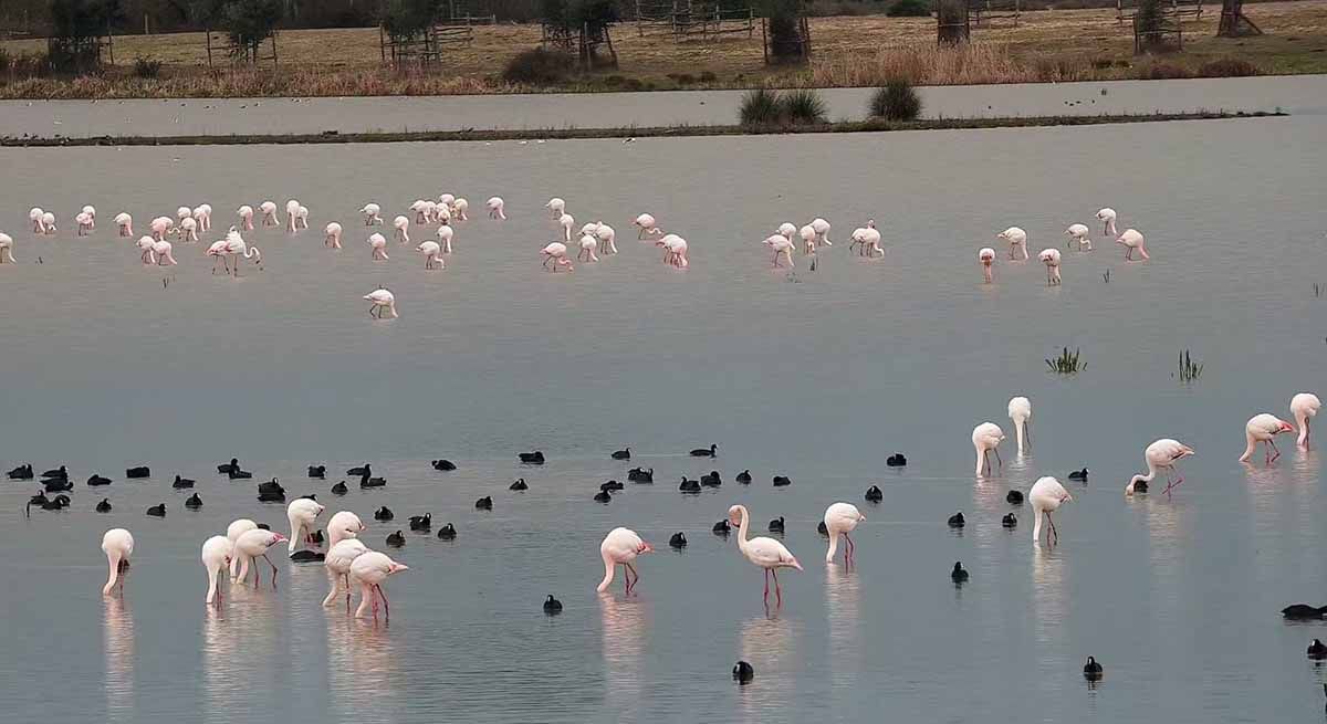 Varios flamencos se alimentan en el Parque Natural de Doñana / Foto: SEO/BirdLife - EP