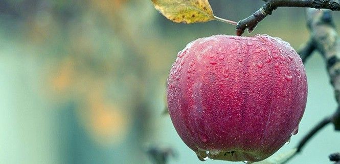 En España hay más de dos millones de hectáreas de cultivo ecológico / Foto: EP