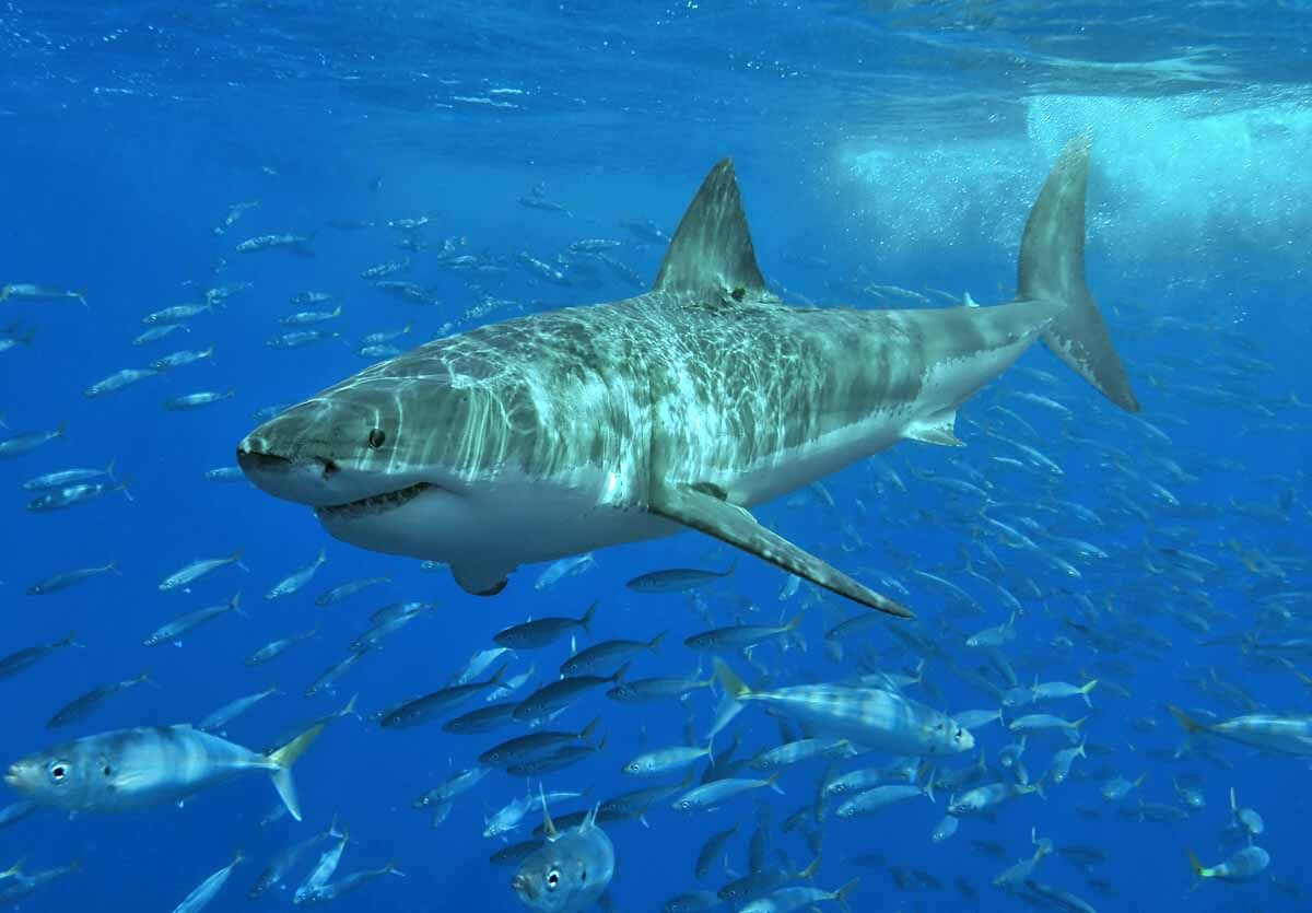 Gran tiburón blanco (Carcharodon carcharias) fotografiado cerca de Isla Guadalupe, México, Agosto de 2006 /Foto: Terry Goss - Wikimedia 