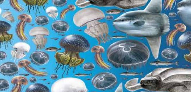 En el mundo viven más de 2.000 especies de medusas / Imagen: FAO