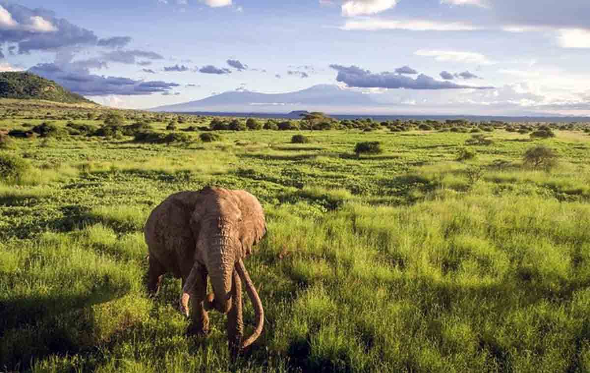 Elefante en una reserva natural africana. El 44% de la Tierra necesita protección de biodiversidad / Foto: EP