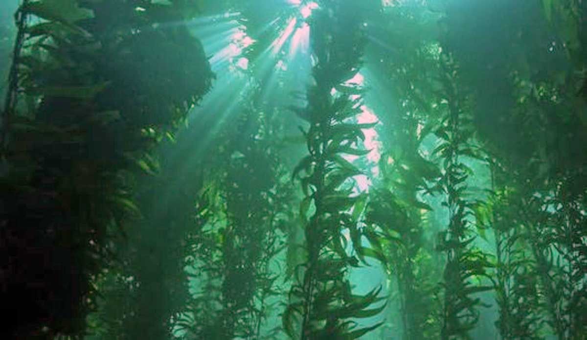 La mayoría de los bosques de algas en las costas del mundo están luchando debido al cambio climático / Foto: EP