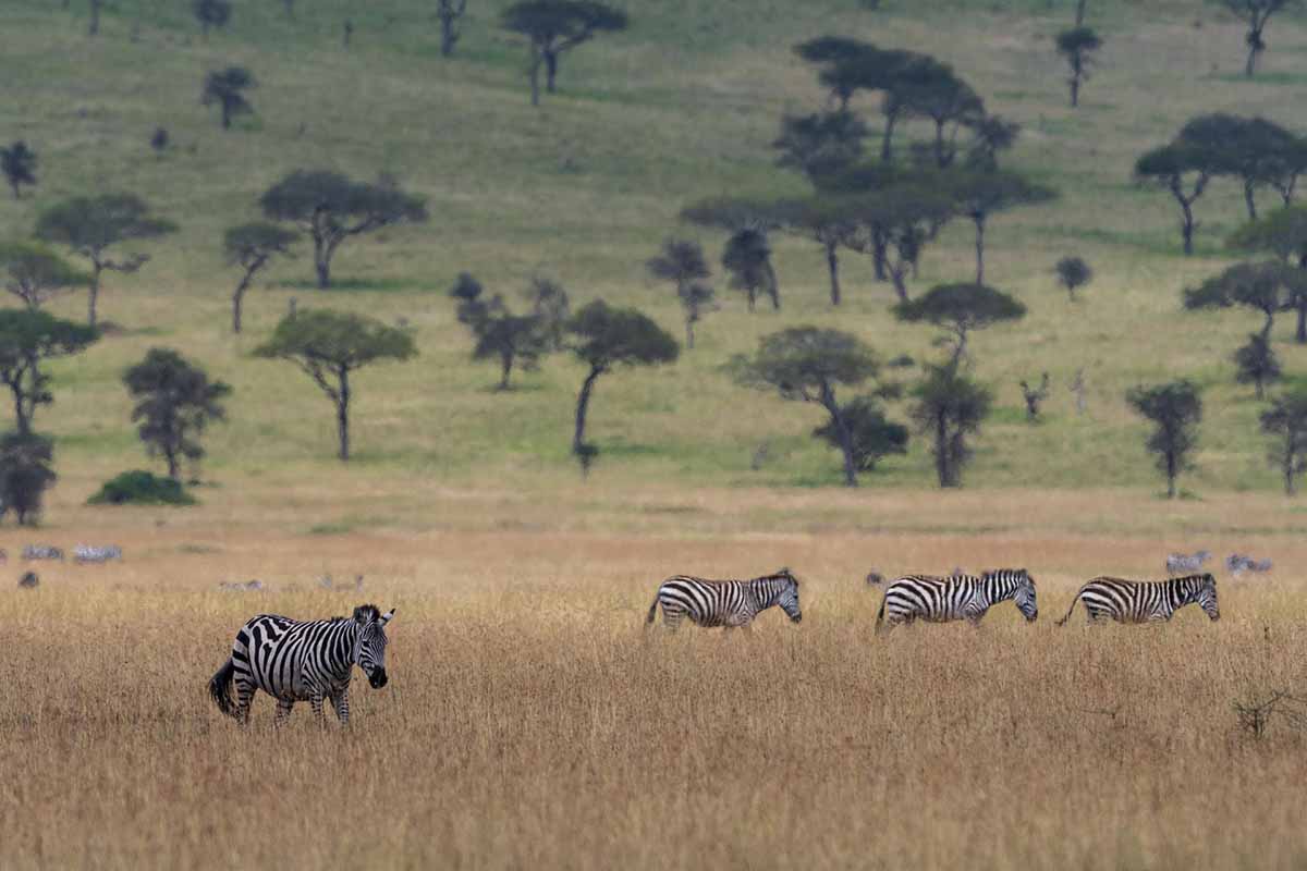 Cebras en el Parque Nacional Serengueti, en Tanzania / Foto: Sergio Pitamitz - EP