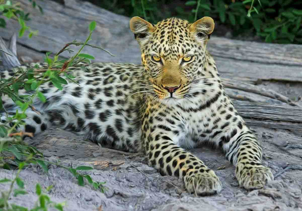 Leopardo ataca a un trabajador del Zoo de Córdoba / Foto: Pixabay
