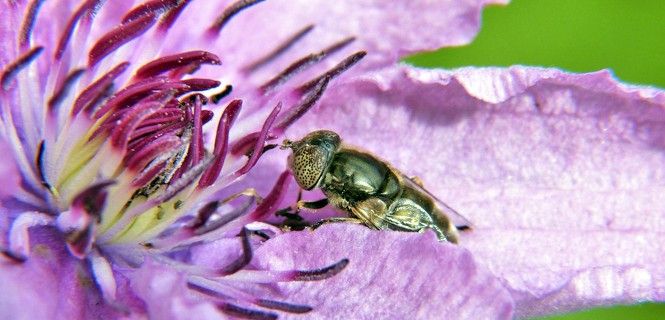 Una abeja extrae el polen y néctar de una flor / Foto: FD - EP