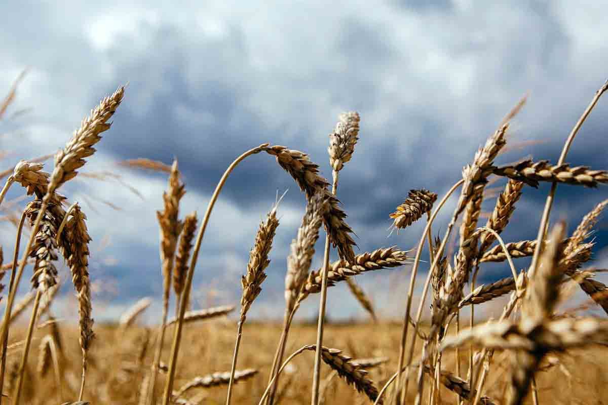 Espigas de trigo en Zakarpattia, Ucrania / Foto: EP Espigas de trigo en Zakarpattia, Ucrania / Foto: EP