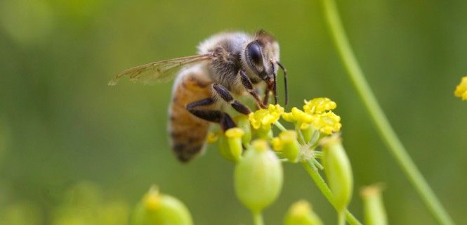 Se abogado por prohibir los pesticidas perjudiciales para estos insectos / Foto: GUDLYF - UCM