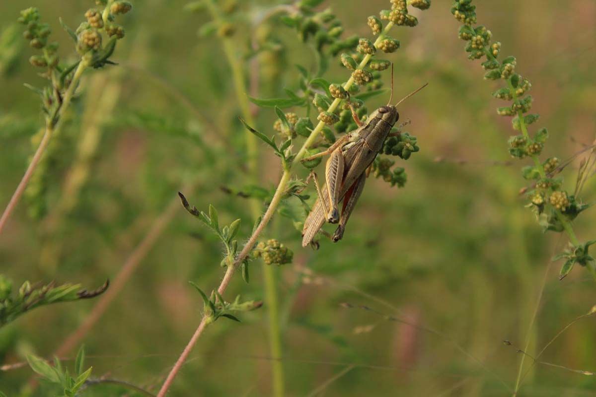 Una plaga de langostas en la comarca de La Serena / Foto: Pixabay