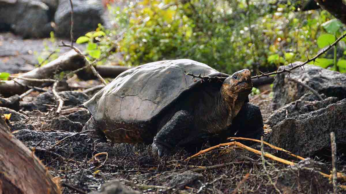 Fernanda, la única tortuga gigante viva conocida de Fernandina, ahora vive en el Centro de Crianza de Tortugas Gigantes del Parque Nacional Galápagos en la Isla Santa Cruz / Foto: EP