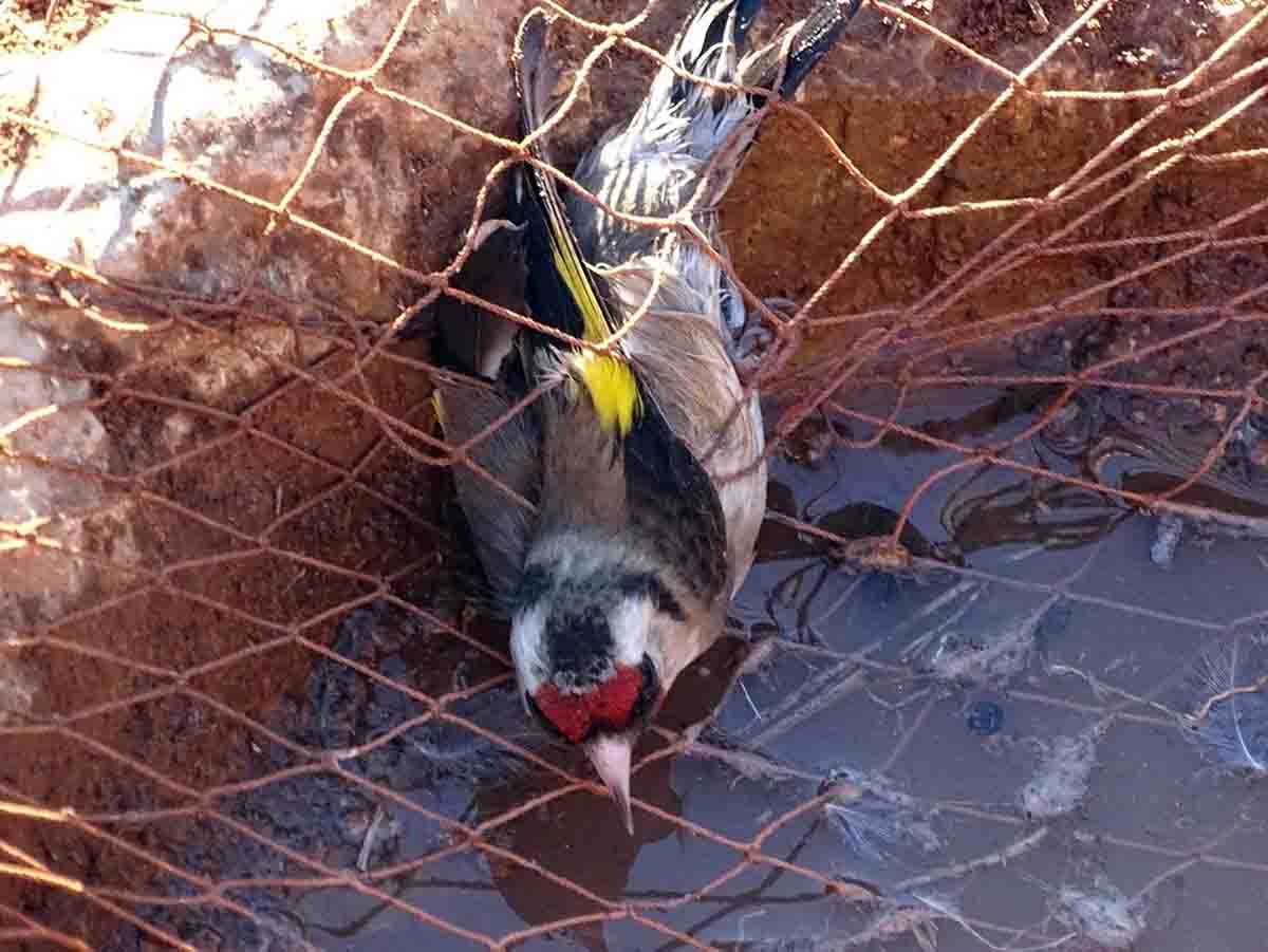 Jilguero atrapado en trampa de caza ilegal / Foto: EP