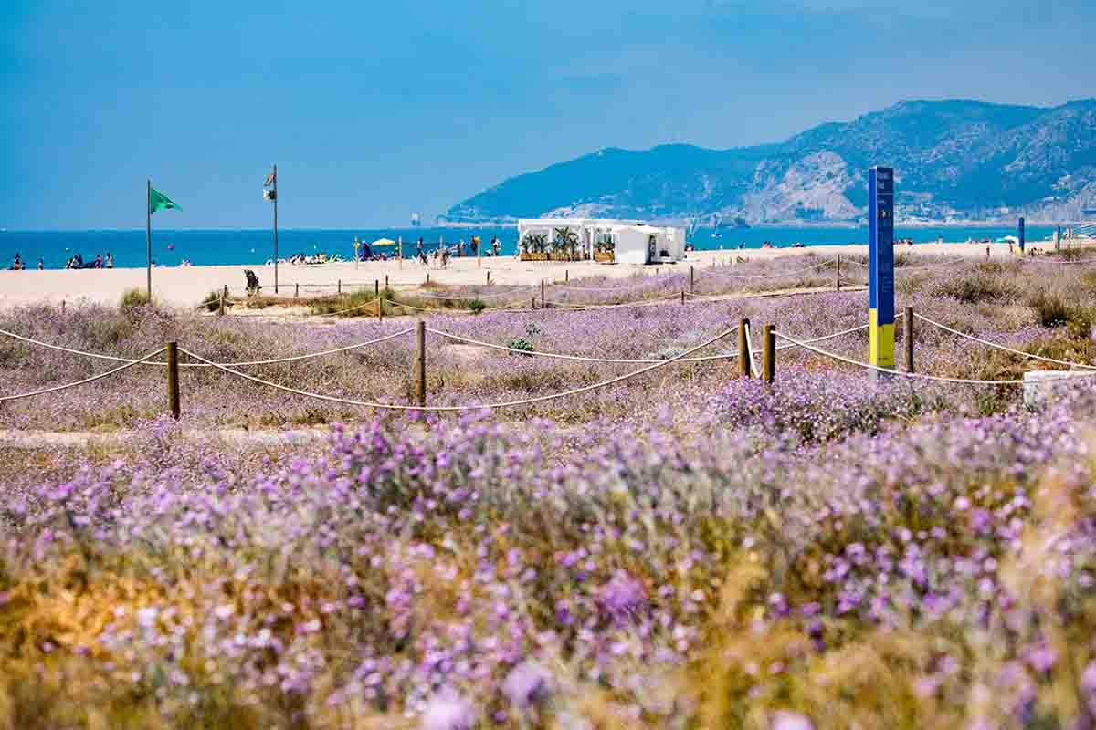 La protección de las dunas en las playas metropolitanas premiada en la Nueva Bauhaus Europea / Foto: Robert Ramos/AMB  - EP