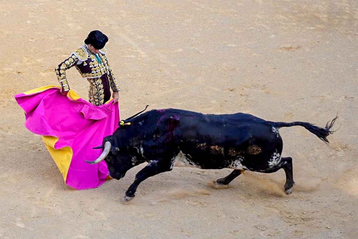 Torero toreando con el capote en corrida de toros. Asociación de toros de lidia / Foto: Juan de Dios Ortiz - EP