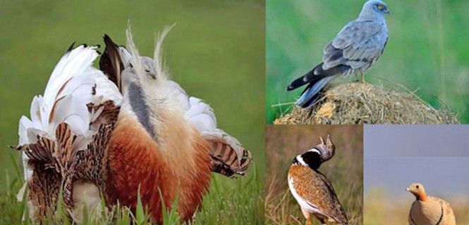 De izquierda a derecha y de arriba abajo: avutarda, aguilucho cenizo, sisón y ganga ortega / Foto: J. Falagán, A. López y C. Palacín