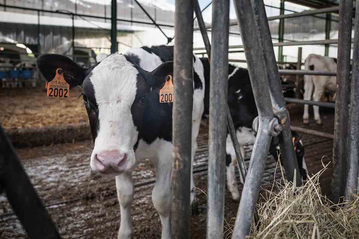 Solo se reducirá el metano si se reduce el consumo de carne / Foto: Iñaki Berasaluce - EP